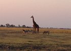 Watching a field full of zebra and impala and then this fellow walked around the corner.